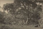Tree in Landscape, Circa 1937 Tree in Landscape, Circa 1937