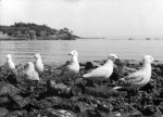 Long shot of a beach six seagulls on a rocky surface a small headland in the background. Seagulls, Circa 1955