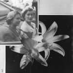 A close up shot of two flowers, with water drops on their petals, on a dark background. Inset on the top left hand side is a photograph of Queen Elizabeth II, seated in a car, with a woman sitting to her left. The inset photograph sits behind some of the flower petals. Queen Elizabeth II with a Flower, Circa 1955