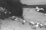 Long shot taken at a beach. On the left, is a man is sitting on the sand and on the right are a number of seagulls. The photograph is very dark and the man's face is not visible. At the Beach, Circa 1955