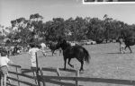 A long shot taken outside of horses being led around a field. On the left hand side there are people watching the horses and in the background, middle to right hand side, is a line of cars. At the Races, Circa 1955
