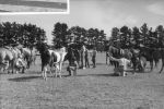 A long shot taken outside of horses. There is a person squatting beside each horse, and people standing in the background, one person is standing on a step. At the Races, Circa 1955