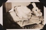 Cuddly Dog, Circa 1943 Cuddly Dog, Circa 1943