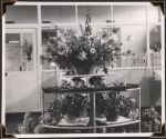 Long shot of a round table decorated with potted flowers. There are flowers on the ground and on the three tiers of the table. The photograph is taken inside a room with windows on looking a neighbouring room. Infant cots can be seen. Flowers in the Wards, Circa 1945