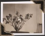 Medium shot of long flowers in a short vase on a tabletop inside a room. Some chairs can also be seen. Flowers, Circa 1945