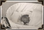 Medium shot of baby in bassinette. Baby in Bassinet, Circa 1945