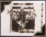 Medium shot of flowers in a vase seen through a window sill. The photo is taken from outside and the flowers take up most of the window area. Flowers, Circa 1945