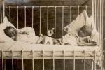 Medium shot of two infants in a cot outside posing for the camera. Infants in Bed, 1928